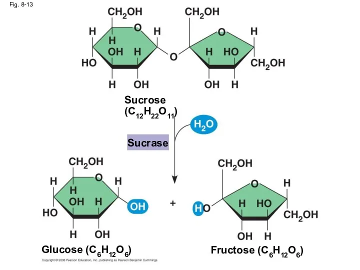 Fig. 8-13 Sucrose (C12H22O11) Glucose (C6H12O6) Fructose (C6H12O6) Sucrase