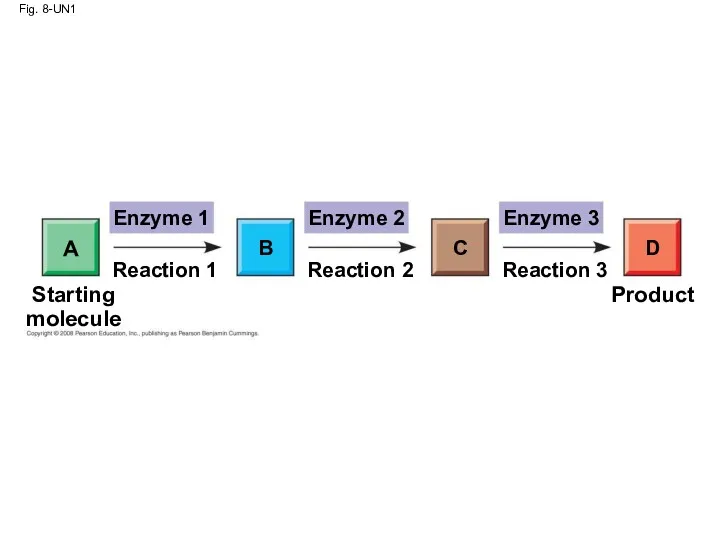 Fig. 8-UN1 Enzyme 1 Enzyme 2 Enzyme 3 D C