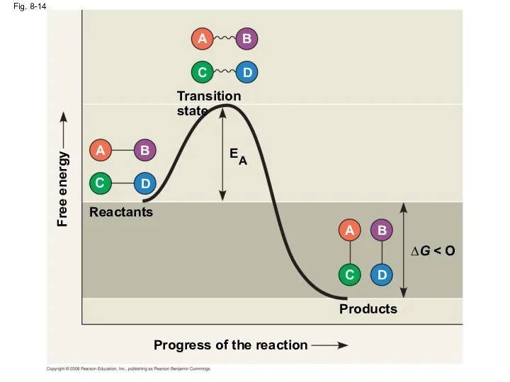 Fig. 8-14 Progress of the reaction Products Reactants ∆G Transition