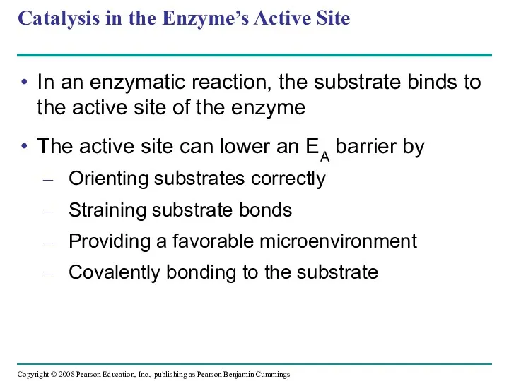 Catalysis in the Enzyme’s Active Site In an enzymatic reaction,