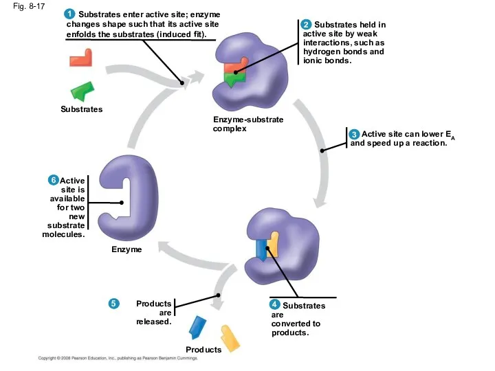 Fig. 8-17 Substrates Enzyme Products are released. Products Substrates are