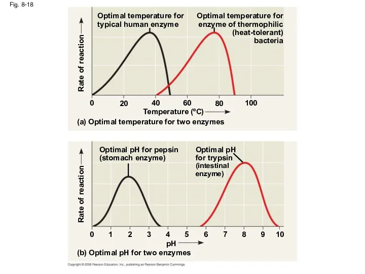 Fig. 8-18 Rate of reaction Optimal temperature for enzyme of