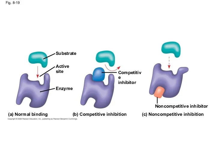 Fig. 8-19 (a) Normal binding (c) Noncompetitive inhibition (b) Competitive