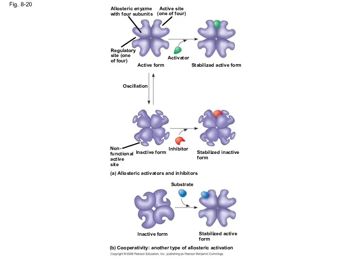 Fig. 8-20 Allosteric enyzme with four subunits Active site (one