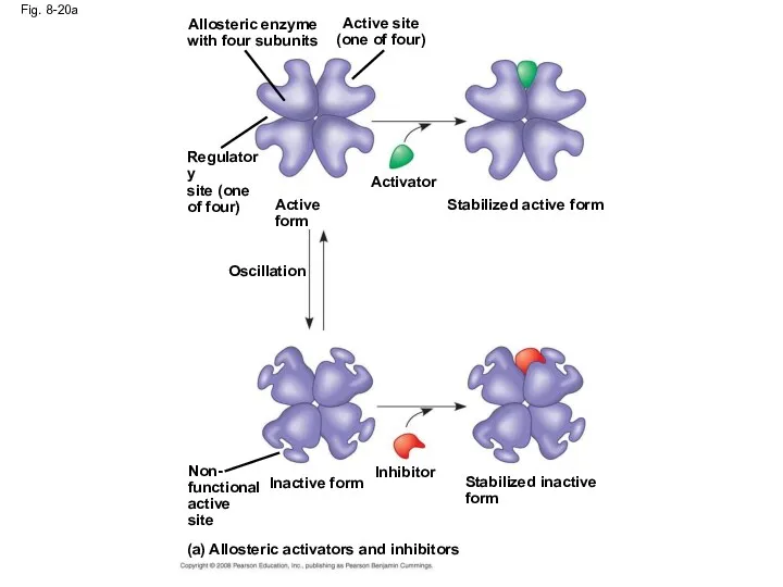 Fig. 8-20a (a) Allosteric activators and inhibitors Inhibitor Non- functional