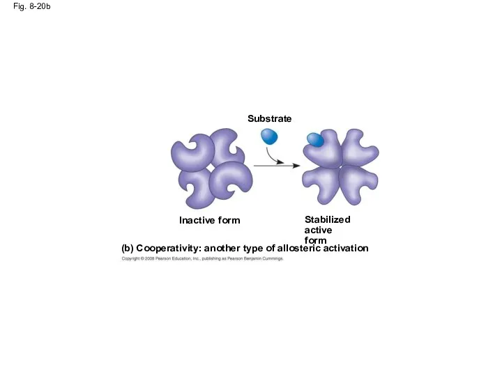 Fig. 8-20b (b) Cooperativity: another type of allosteric activation Stabilized active form Substrate Inactive form