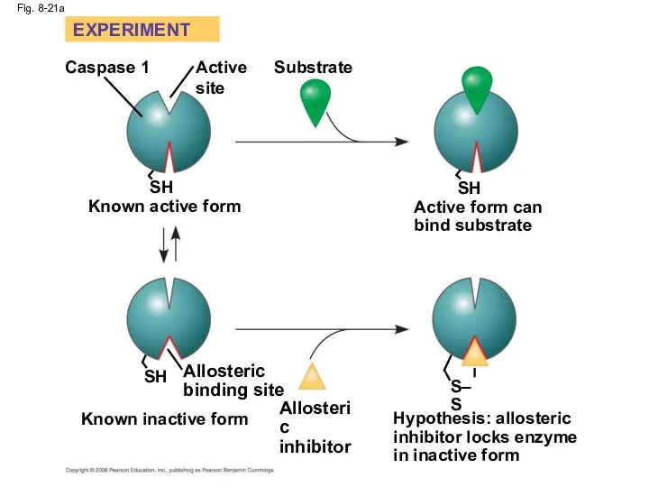 Fig. 8-21a SH Substrate Hypothesis: allosteric inhibitor locks enzyme in