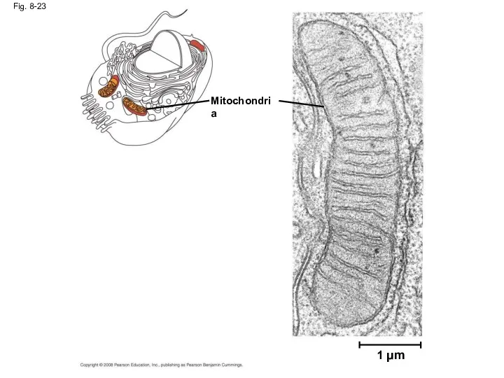 Fig. 8-23 1 µm Mitochondria