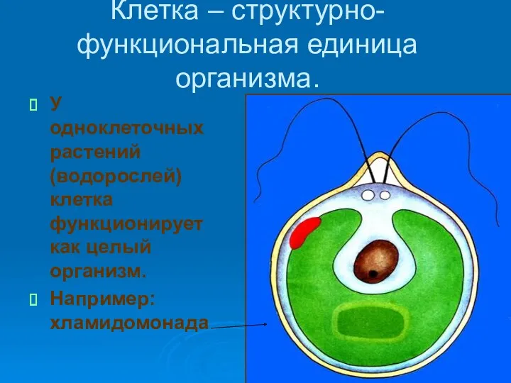 Клетка – структурно-функциональная единица организма. У одноклеточных растений (водорослей) клетка функционирует как целый организм. Например: хламидомонада