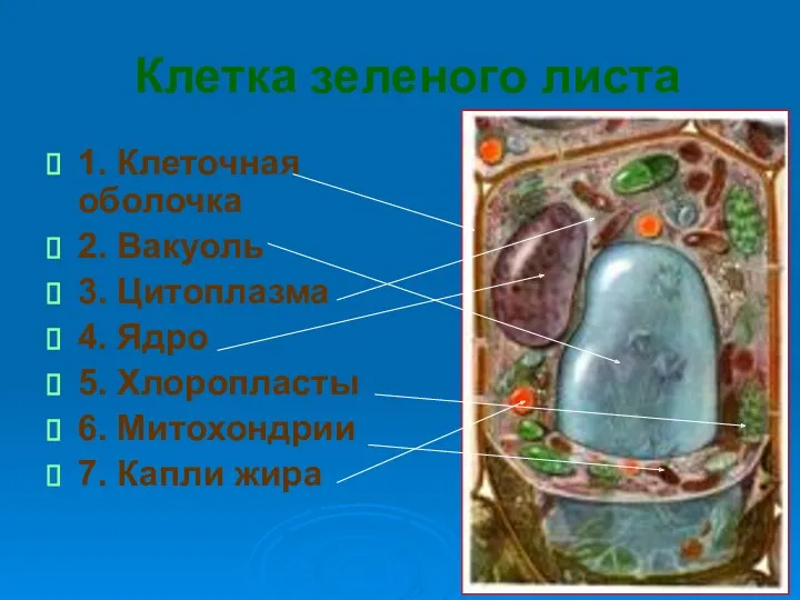 Клетка зеленого листа 1. Клеточная оболочка 2. Вакуоль 3. Цитоплазма