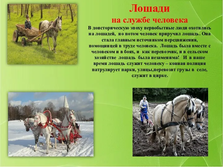 Лошади на службе человека В доисторическую эпоху первобытные люди охотились