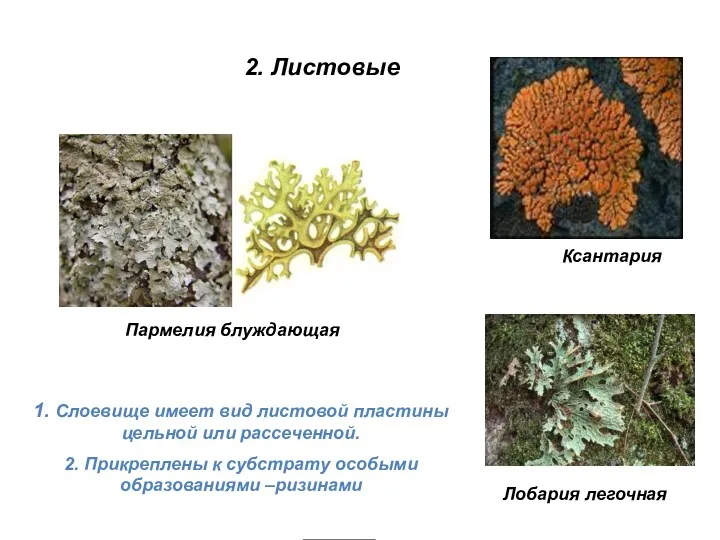 Ксантария Пармелия блуждающая Лобария легочная 1. Слоевище имеет вид листовой пластины цельной или