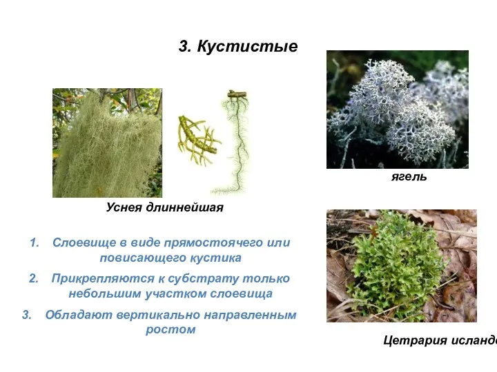 Уснея длиннейшая ягель Цетрария исландская Слоевище в виде прямостоячего или повисающего кустика Прикрепляются