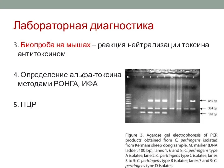 Лабораторная диагностика 3. Биопроба на мышах – реакция нейтрализации токсина