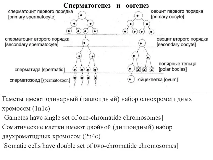 Сперматогенез и оогенез _____________________________________________________________ Гаметы имеют одинарный (гаплоидный) набор однохроматидных