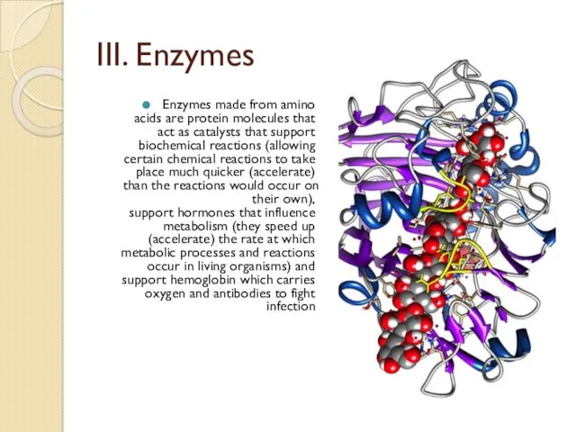III. Enzymes Enzymes made from amino acids are protein molecules
