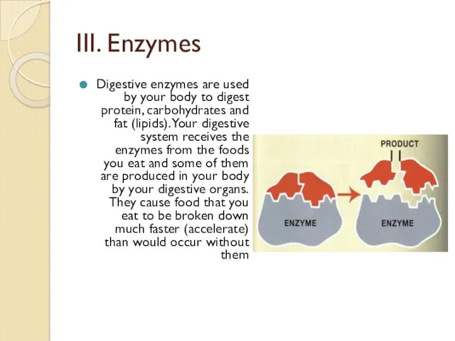 III. Enzymes Digestive enzymes are used by your body to digest protein, carbohydrates