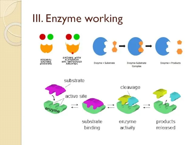 III. Enzyme working