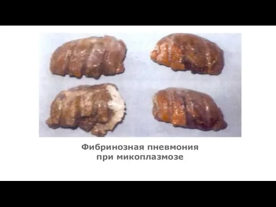 Фибринозная пневмония при микоплазмозе