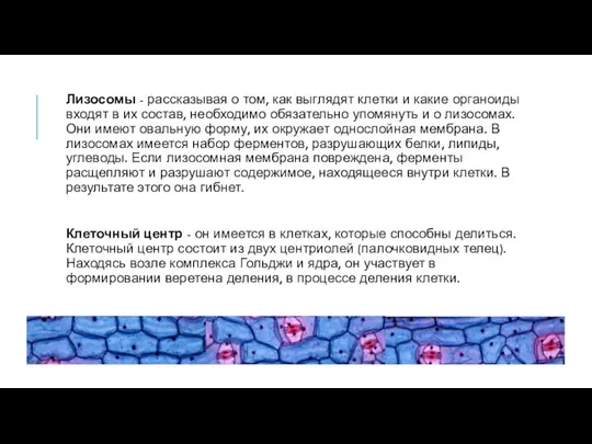 Лизосомы - рассказывая о том, как выглядят клетки и какие