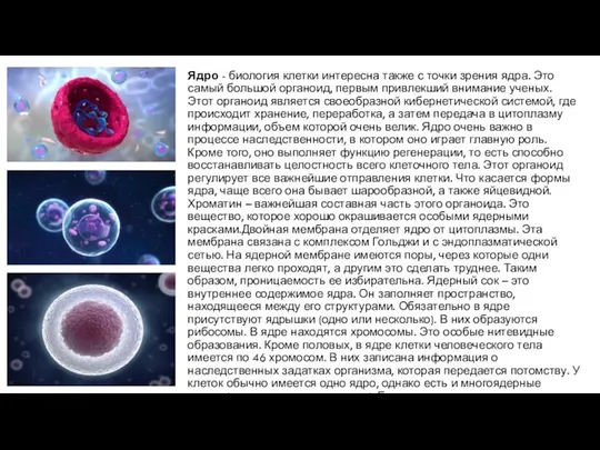 Ядро - биология клетки интересна также с точки зрения ядра.