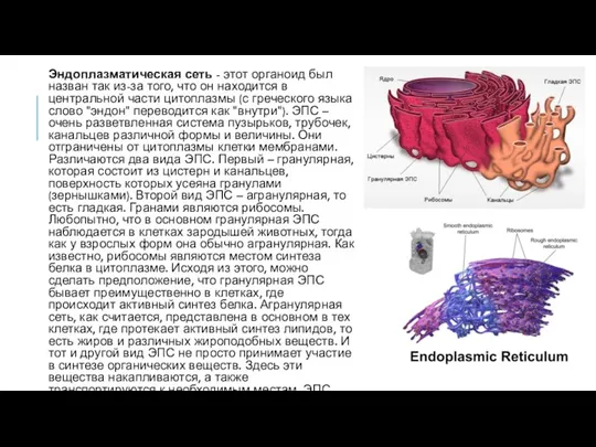 Эндоплазматическая сеть - этот органоид был назван так из-за того,