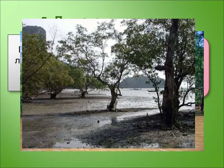 5. Дыхательные корни Пример: ива ломкая, корни мангровых деревьев. Корни растут вертикально вверх,