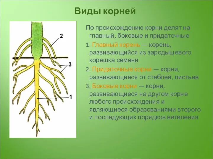 Виды корней По происхождению корни делят на главный, боковые и придаточные 1. Главный
