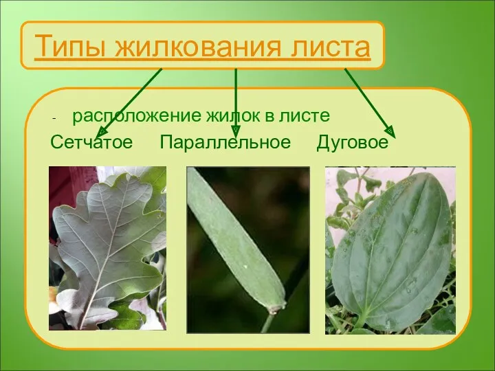 Типы жилкования листа расположение жилок в листе Сетчатое Параллельное Дуговое