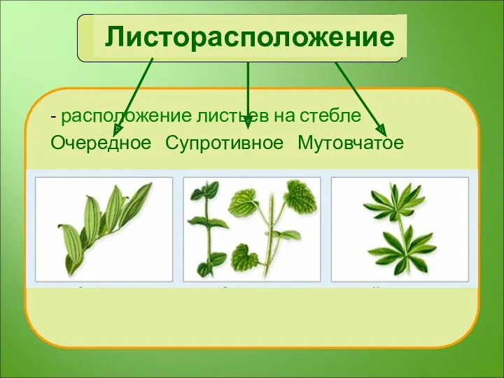 Листорасположение - расположение листьев на стебле Очередное Супротивное Мутовчатое