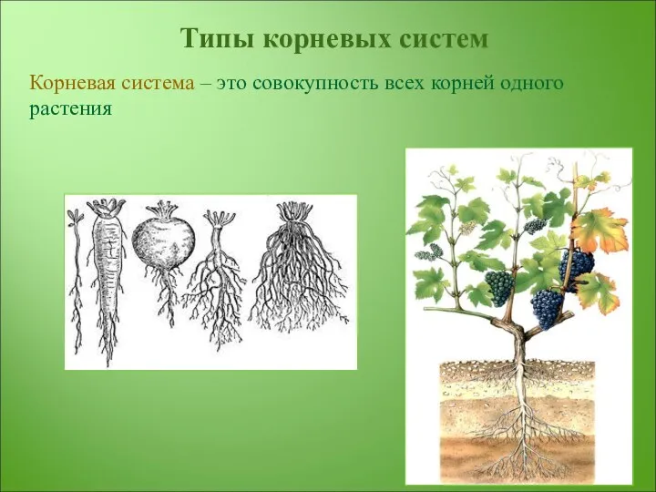 Типы корневых систем Корневая система – это совокупность всех корней одного растения