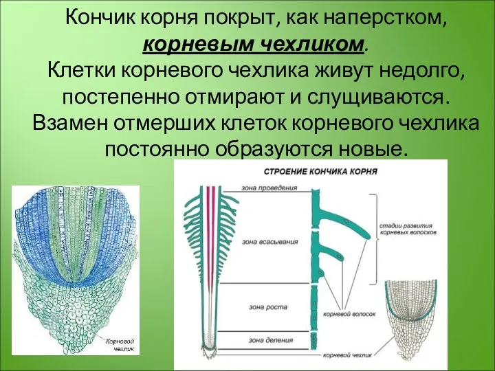 Кончик корня покрыт, как наперстком, корневым чехликом. Клетки корневого чехлика