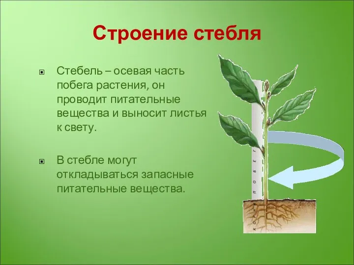 Строение стебля Стебель – осевая часть побега растения, он проводит питательные вещества и