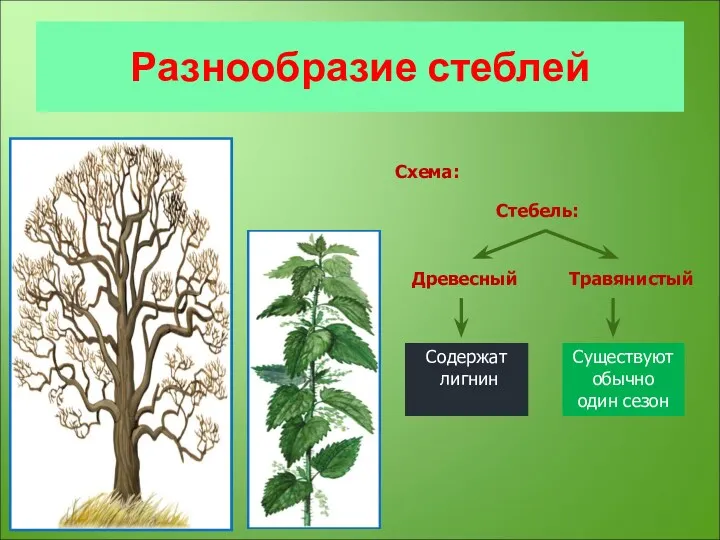 Разнообразие стеблей Схема: Стебель: Древесный Травянистый Содержат лигнин Существуют обычно один сезон
