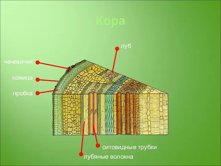 Кора