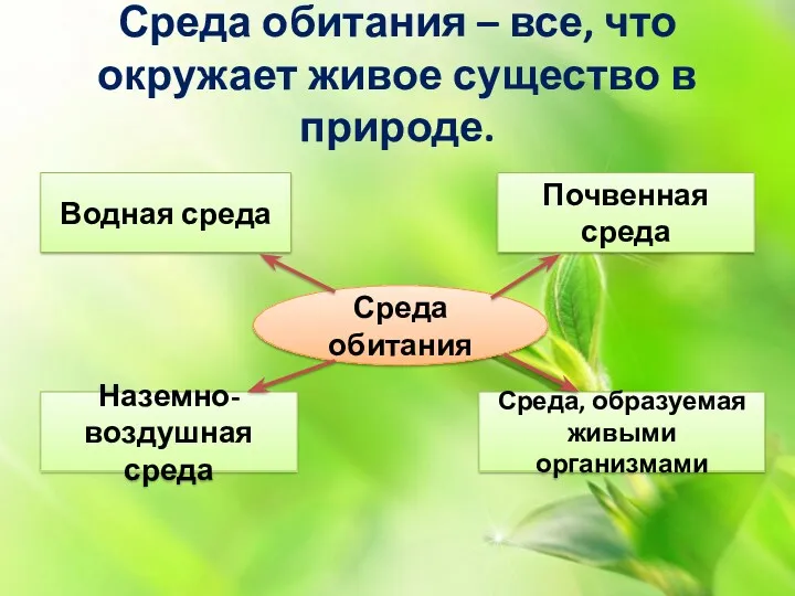 Среда обитания – все, что окружает живое существо в природе.