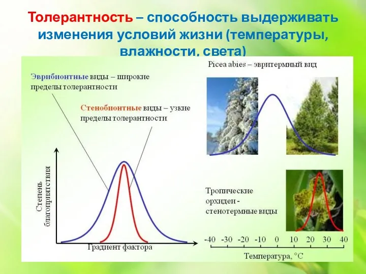 Толерантность – способность выдерживать изменения условий жизни (температуры, влажности, света)