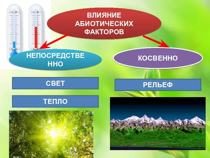 ВЛИЯНИЕ АБИОТИЧЕСКИХ ФАКТОРОВ КОСВЕННО НЕПОСРЕДСТВЕННО СВЕТ ТЕПЛО РЕЛЬЕФ