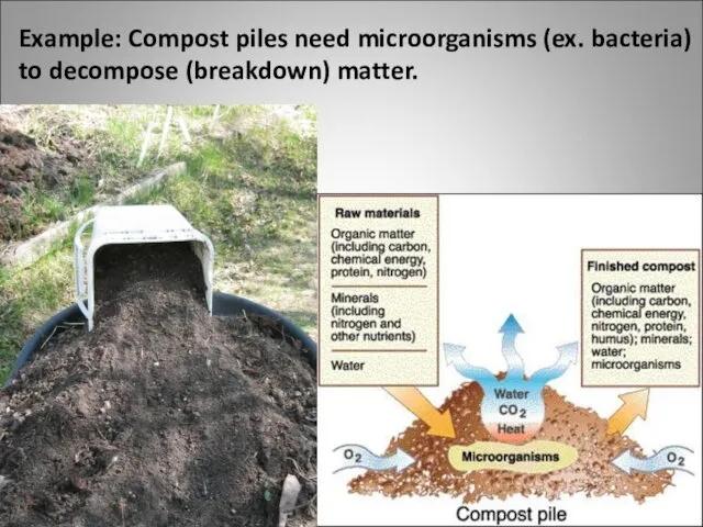 Example: Compost piles need microorganisms (ex. bacteria) to decompose (breakdown) matter.