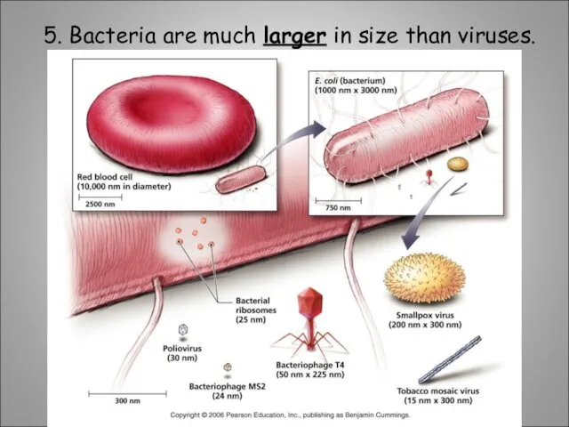 5. Bacteria are much larger in size than viruses.