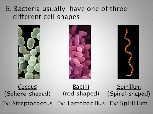 6. Bacteria usually have one of three different cell shapes: