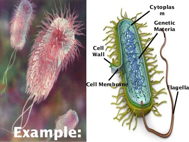 Example: E. coli