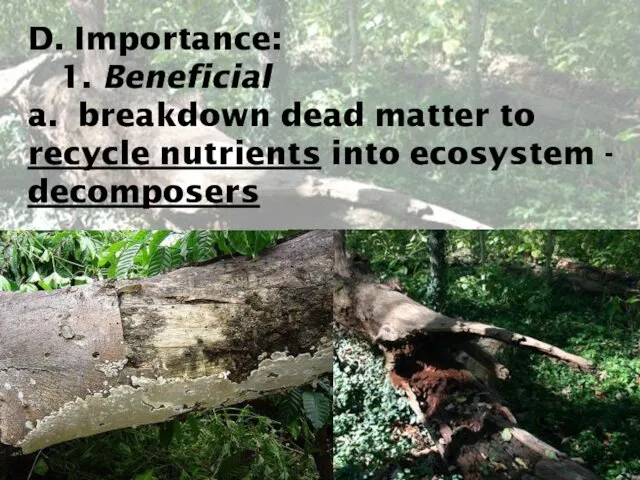 D. Importance: 1. Beneficial a. breakdown dead matter to recycle nutrients into ecosystem - decomposers