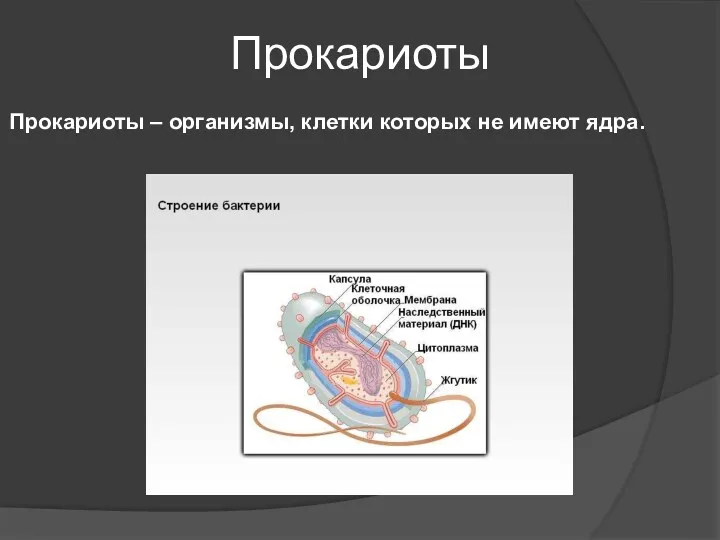 Прокариоты Прокариоты – организмы, клетки которых не имеют ядра.