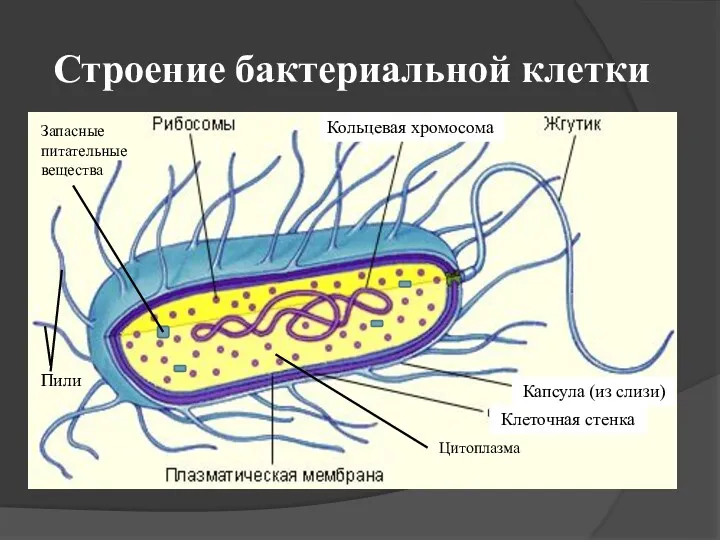 Строение бактериальной клетки Капсула (из слизи) Цитоплазма Клеточная стенка Запасные питательные вещества Пили Кольцевая хромосома