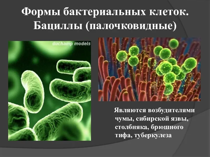 Формы бактериальных клеток. Бациллы (палочковидные) Являются возбудителями чумы, сибирской язвы, столбняка, брюшного тифа, туберкулеза