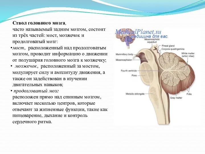 Ствол головного мозга, часто называемый задним мозгом, состоит из трёх частей: мост, мозжечок