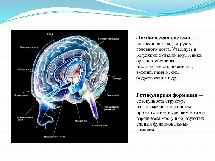 Лимбическая система — совокупность ряда структур головного мозга. Участвует в регуляции функций внутренних
