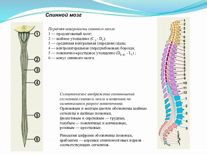 Спинной мозг Передняя поверхность спинного мозга: 1 — продолговатый мозг; 2 — шейное