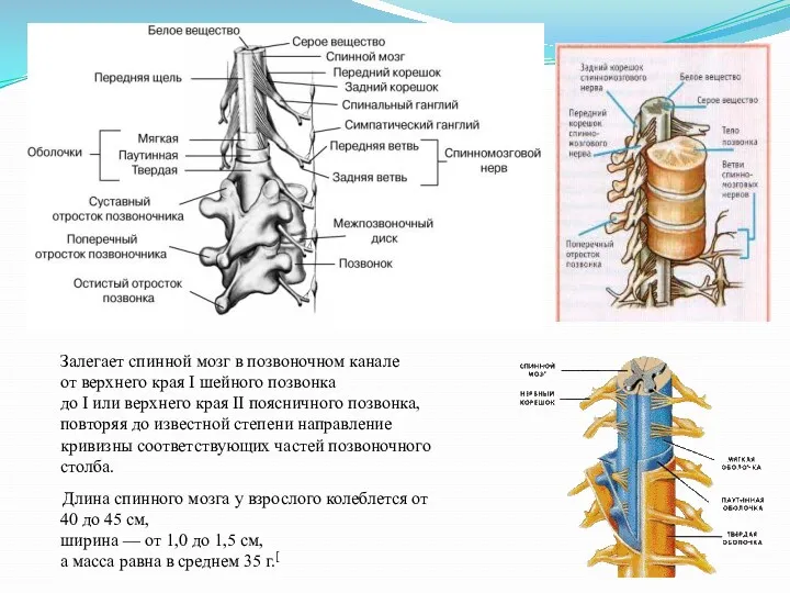 Залегает спинной мозг в позвоночном канале от верхнего края I